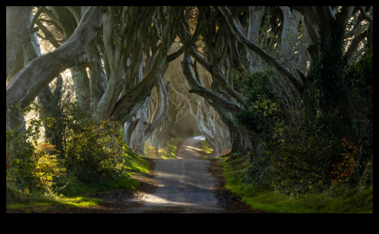 סודות ההרכב: שחררו את כוחו של צילום נהדר