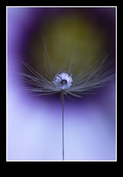 קסם מיקרוקוסמי: לכידת היופי בצילום מאקרו