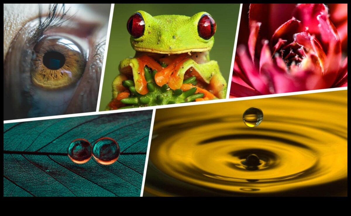 קסם מיקרוקוסמי: לכידת היופי בצילום מאקרו