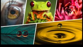 קסם מיקרוקוסמי: לכידת היופי בצילום מאקרו