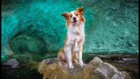 תמונות משוחרר גילה מהמקצוענים וקח את הכישרונות האינדיבידואלי שלך לערבב המתקרב 6 צילום משוחרר: צלול לתוך שליטה עם חינוך מומחים